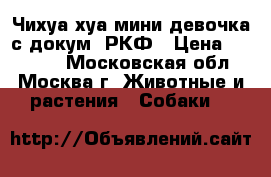Чихуа-хуа мини девочка с докум. РКФ › Цена ­ 20 000 - Московская обл., Москва г. Животные и растения » Собаки   